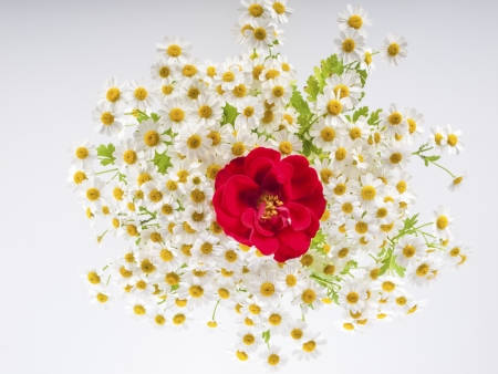 blossom with a red rose on a white backgroundの写真素材