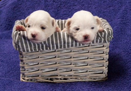 Shitzu puppies in a basketの写真素材