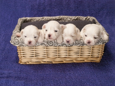 Shitzu puppies in a basketの写真素材