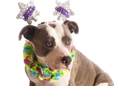 american staffordshire terrier with party hat happy birthdayの写真素材