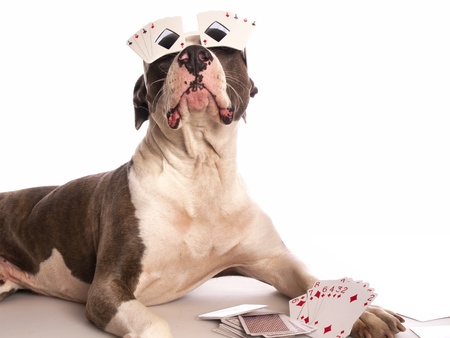 american staffordshire terrier with playing cardsの写真素材
