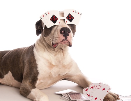 american staffordshire terrier with playing cardsの写真素材