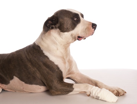 american staffordshire terrier with bandage on his legの写真素材