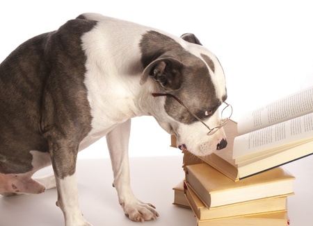 american staffordshire terrier reading a bookの写真素材