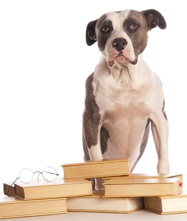 american staffordshire terrier reading a bookの写真素材