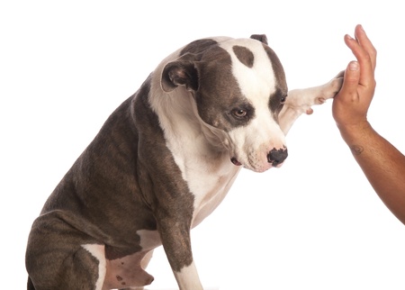 american staffordshire terrier gives a high fiveの写真素材