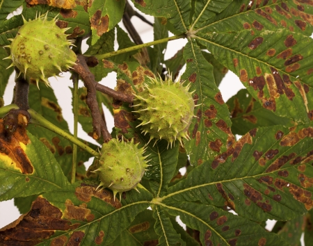 chestnuts with leaves as a backgroundの写真素材