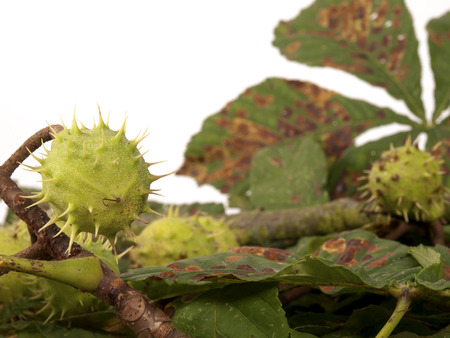 chestnuts with leaves as a backgroundの写真素材