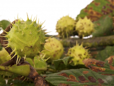 chestnuts with leaves as a backgroundの写真素材