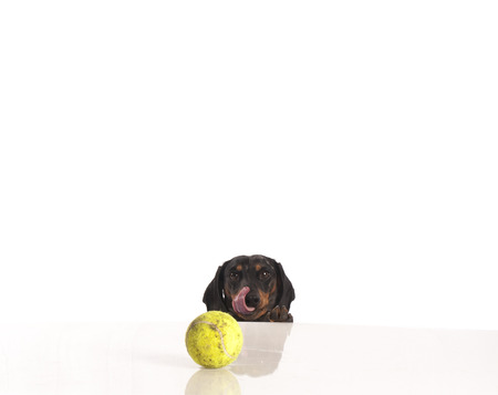 Tiger dachshund and tennis ball on a white backgroundの写真素材
