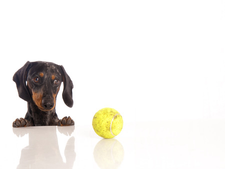 Tiger dachshund and tennis ball on a white backgroundの写真素材