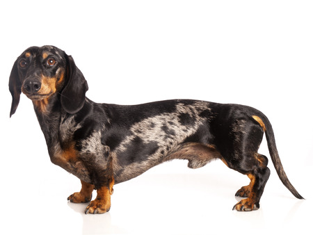tiger dachshund on a white backgroundの写真素材