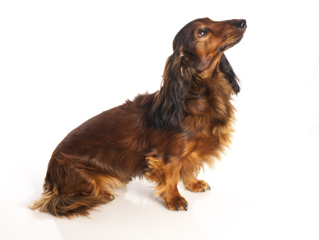 long haired dachshund on a white backgroundの写真素材