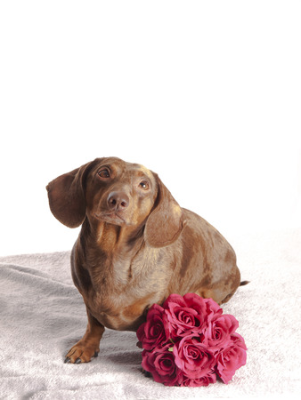 tiger dachshund with bunch of flowers on a white backgroundの写真素材