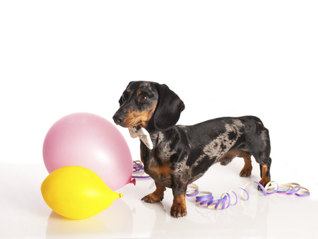 tiger dachshund with party balloons on a white backgroundの写真素材