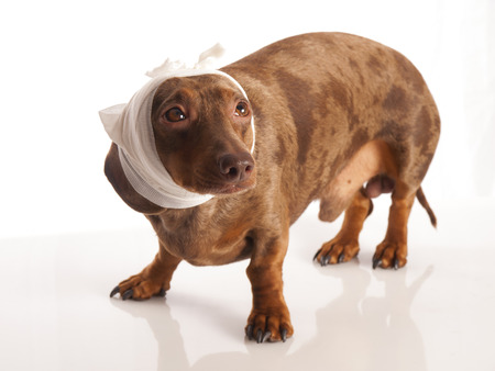 tiger dachshund with bandage on his head on a white backgroundの写真素材