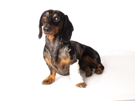 tiger dachshund with a bandage on his leg on a white backgroundの写真素材