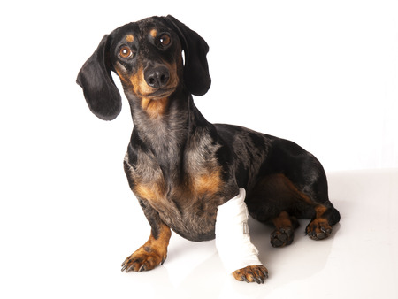 tiger dachshund with a bandage on his leg on a white backgroundの写真素材