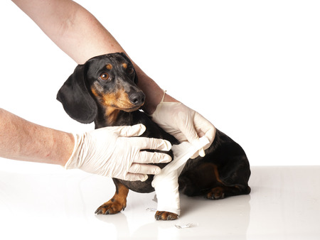 tiger dachshund with a bandage on his leg on a white backgroundの写真素材