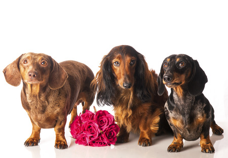 three dachshunds with a  bunch of flowers on a white backgroundの写真素材