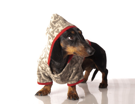 tiger dachshund with a bow on a white backgroundの写真素材