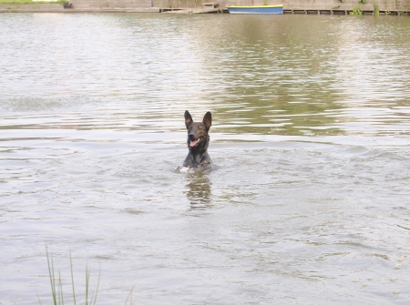 dog swimming in the waterの写真素材