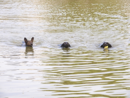 three dogs swimming in the waterの写真素材