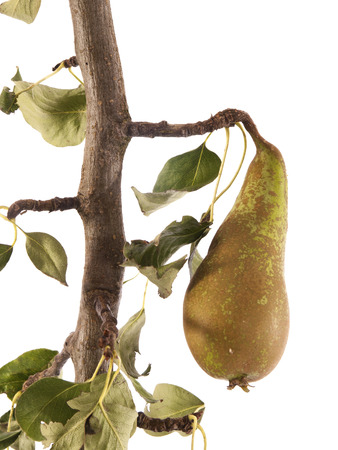 juicy pears on a tree with a white backgroundの写真素材
