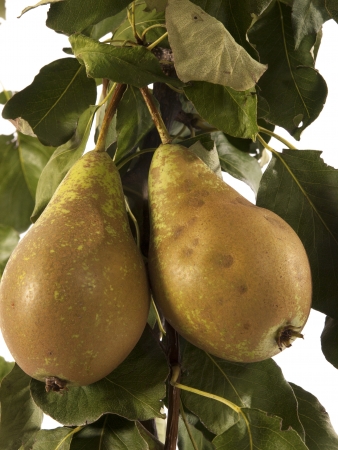 juicy pears on a tree with a white backgroundの写真素材