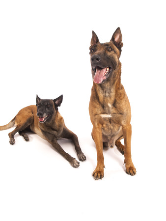 Malinois sheepdog on a white の写真素材