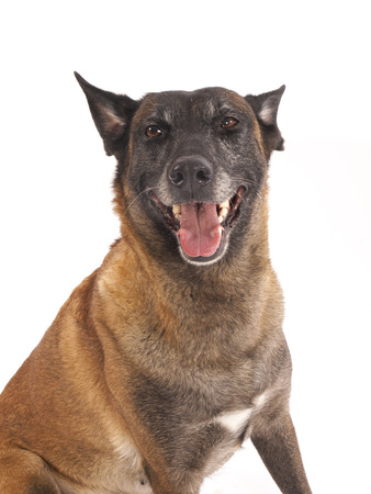 Malinois sheepdog on a white の写真素材