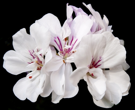 white geranium with a dark backgroundの写真素材