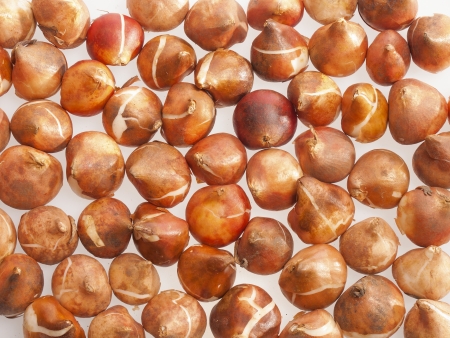 tulip bulbs backgroundの写真素材