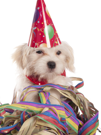 maltese dog with party hat with white backgroundの写真素材