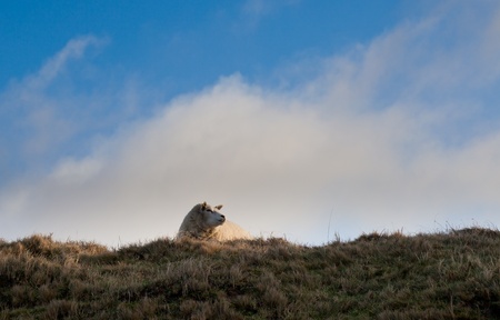Texeler Sheep on top of dune on Texelの写真素材