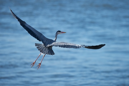 heronの写真素材