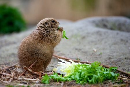prairidog eating