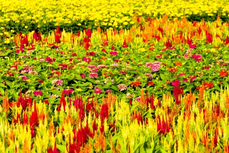 The colorful flower fieldsの写真素材