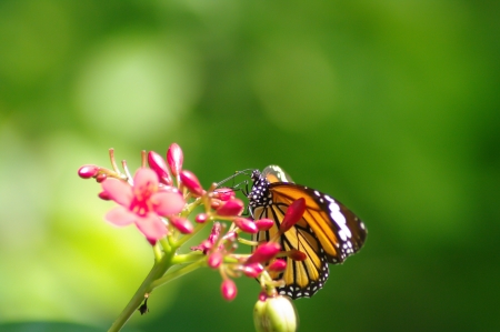 The Butterflyの写真素材