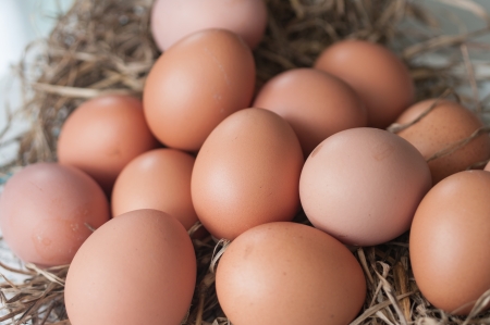 Some fresh egg in straw Macro shootの写真素材