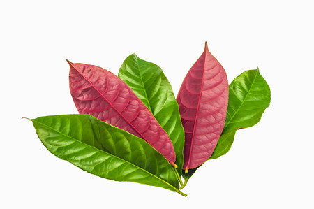 Red leaves  and green leaves  on a white backgroundの写真素材