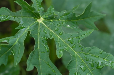 dewdrop on papaya leafの写真素材