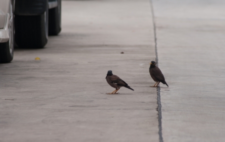 Two Common Myna  on roadの写真素材