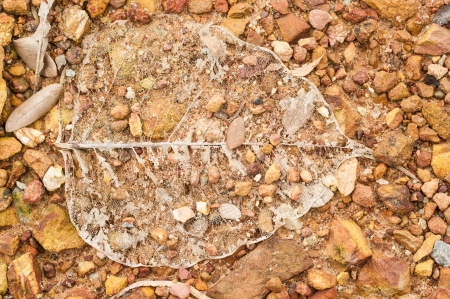 Close up,pipal leaf in lateriteの写真素材