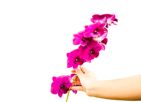hand hold flower give flower ,orchidの写真素材