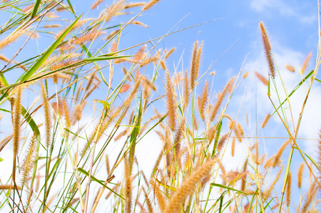 floral grass against cloudy skyの写真素材