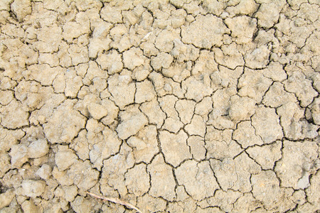 Grass and roots in Cracked Earth
の写真素材