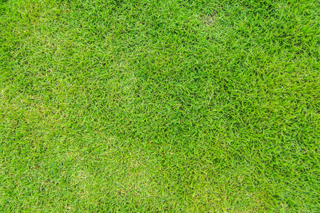 real green grass background