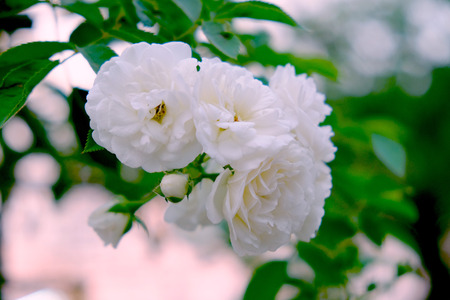 white roseの写真素材