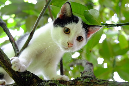 CAT ON TREE.の写真素材